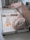 �t�����`�u���h�b�O�@�q��