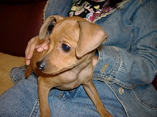 �~�j�`���A�s���V���[�@�q��