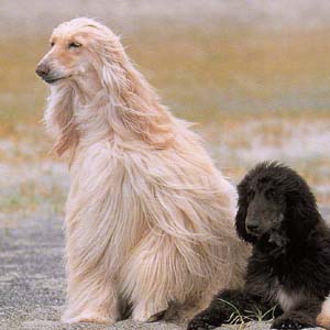 �A�t�K���n�E���h