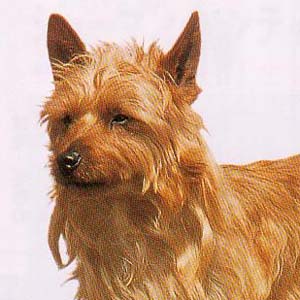 �I�[�X�g�����A���e���A