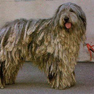 �x���K�}�X�R�V�[�v�h�b�O