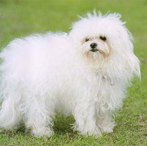 �{���j�[�Y