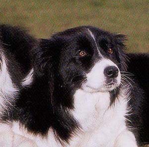 �{�[�_�[�R���[