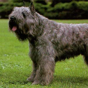 �u�[�r�G�f�t�����_�[�X