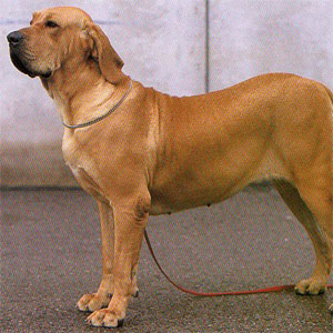 �u���W���A���K�[�h�h�b�O