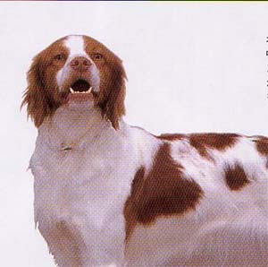 �u���^�j�[�X�p�j�G��