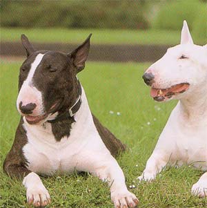 �u���e���A