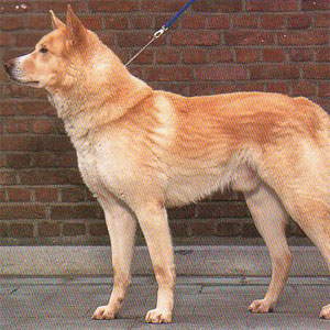 �J�i�[���h�b�O