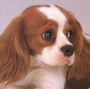 �L���o���A