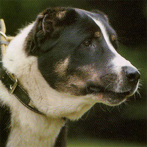 �Z���g�����G�C�W�A���V�[�v�h�b�N