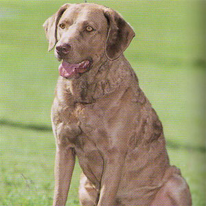 �`�F�T�s�[�N�x�C���g���[�o�[