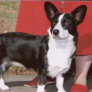 �R�[�M�[�J�[�f�B�K��