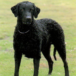 �J�[���[�R�[�e�b�h���g���[�o�[