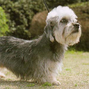 �_���f�B�f�B�����g�e���A