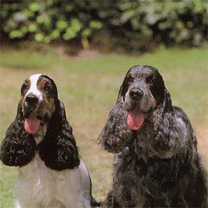 �C���O���b�V���R�b�J�[�X�p�j�G��