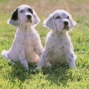 �C���O���b�V���Z�^�[