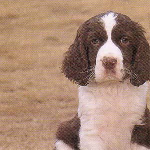 �C���O���b�V���X�v�����K�[�X�p�j�G��