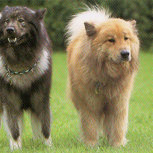 ���[���V�A