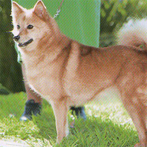 �t�B�j�b�V���X�s�b�c