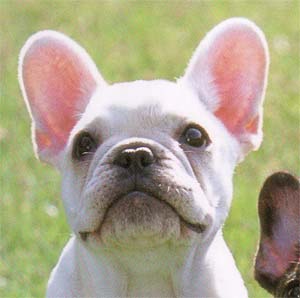 �t�����`�u���h�b�O