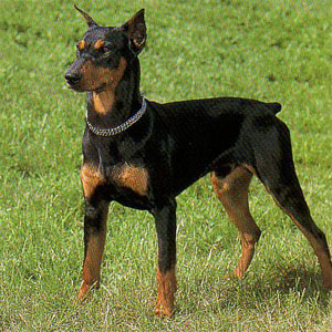 �W���[�}���s���V���[