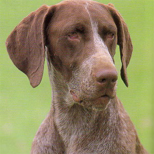 �W���[�}���V���[�g�w�A�[�h�|�C���^�[