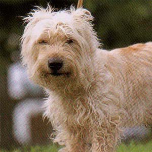 �O�����I�u�C�}�[���e���A