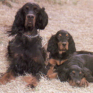 �S�[�h���Z�^�[