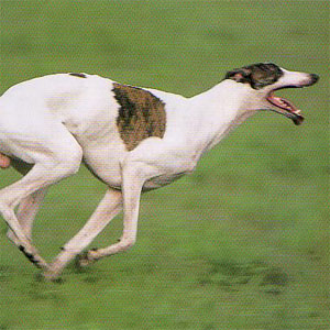 �O���[�n�E���h