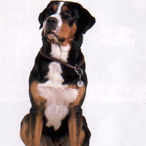 �O���[�T�[�V���o�C�c�@�[�[�l���t���g