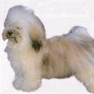 �n�o�j�[�Y