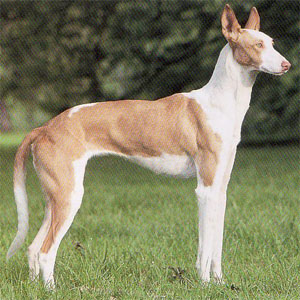 �C�r�U���n�E���h