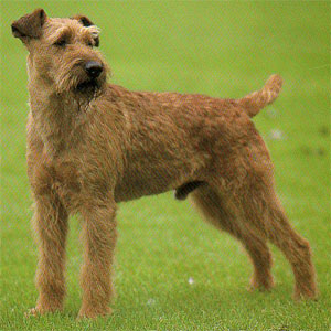 �A�C���b�V���e���A