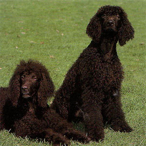 �A�C���b�V���E�H�[�^�[�X�p�j�G��