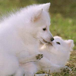 ���{�X�s�b�c