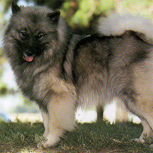 �L�[�X�z���h