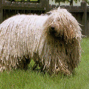 �R�����h�[��