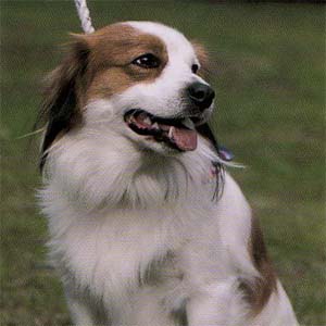 �R�C�P���z���h