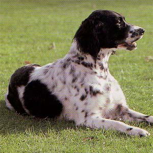 ���[�W�~�����X�^�[�����_�[