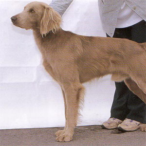 �����O�w�A�[�h���C�}���i�[