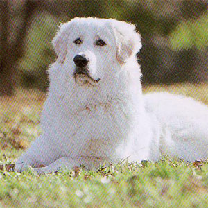 �}�����}�V�[�v�h�b�O