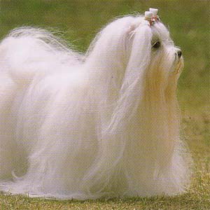 �}���`�[�Y