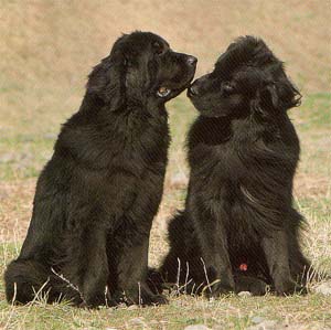 �j���[�t�@���h�����h