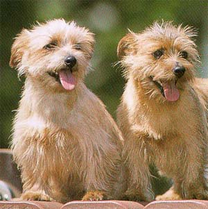 �m�[�t�H�[�N�e���A