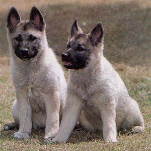 �m���E�F�W�A���G���N�n�E���h