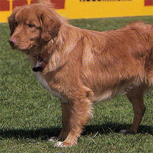 �m�o�X�R�W�A�_�b�N�g�[�����O���g���[�o�[