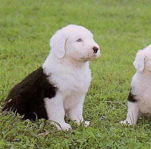 �I�[���h�C���O���b�V���V�[�v�h�b�O