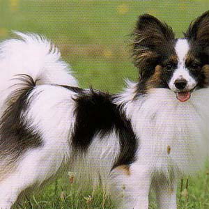 �p�s����