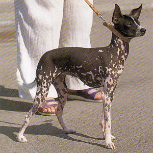 �y���[�r�A���փA���X�h�b�O