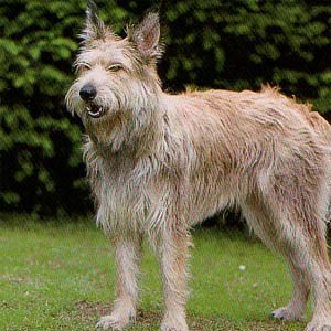 �s�J���f�B�V�[�v�h�b�O